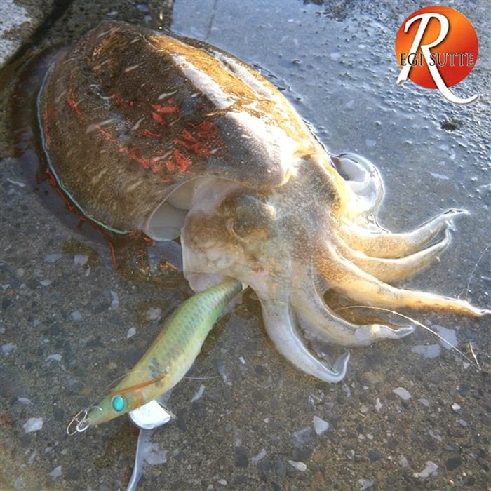 Yamashita Egi Sutte R 3.5N Kalamar Zokası